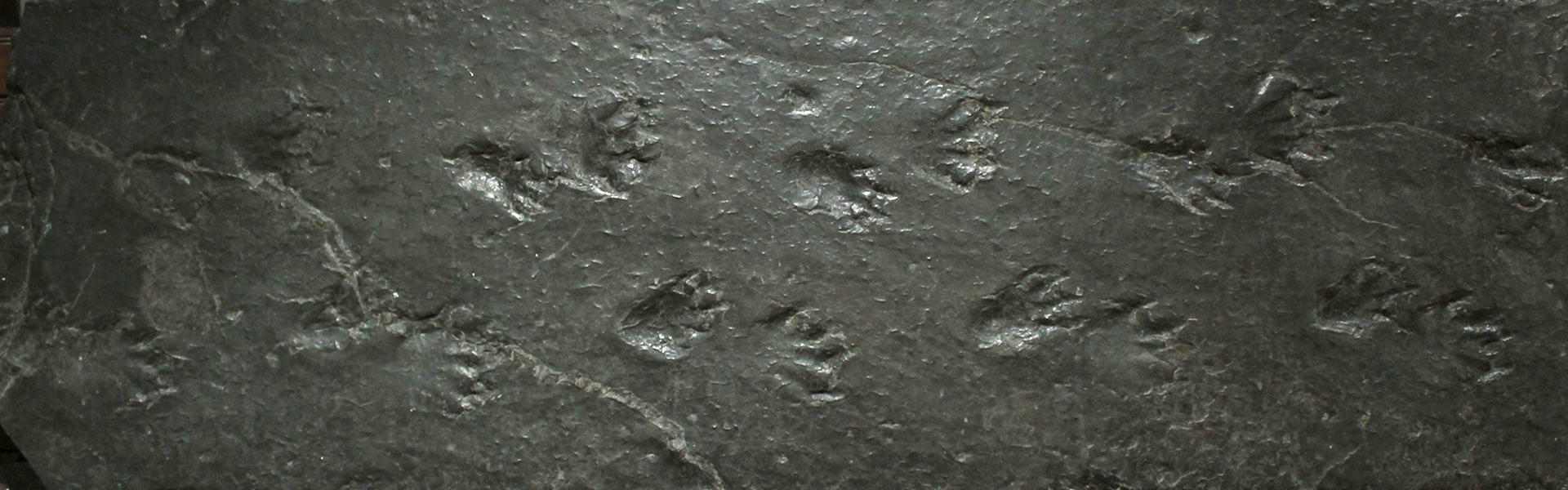 salamander footprints
