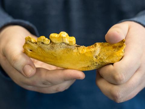 Ethan Merckx said the new fame of the dire wolf, which was recently cloned by Colossal Biosciences, came as a surprise and was an amazing coincidence. Credit: David Kubarek / Penn State. Creative Commons Two hands hold a yellow-brown fossil wolf jaw