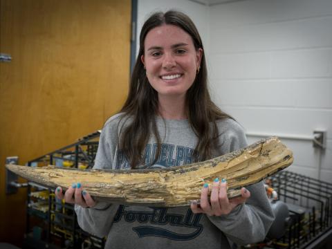 Kaitlin Dasovich, who just graduated with an undergraduate degree in geosciences, used tools at Penn State to piece together a four-year period in the life of a mastodon using a fossilized tusk found in Iowa. Credit: David Kubarek. All Rights Reserved. A student holds a large mastodon tusk